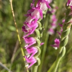 Spiranthes australis at Jagungal Wilderness, NSW - suppressed