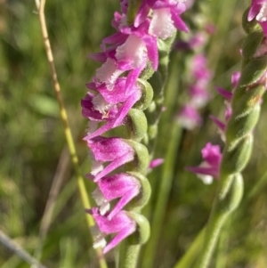 Spiranthes australis at Jagungal Wilderness, NSW - 21 Jan 2022