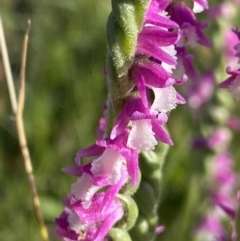 Spiranthes australis at Jagungal Wilderness, NSW - suppressed