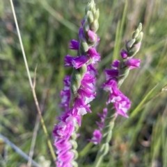 Spiranthes australis at Jagungal Wilderness, NSW - 21 Jan 2022