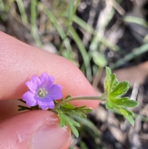 Geranium solanderi var. solanderi at Jagungal Wilderness, NSW - 21 Jan 2022