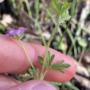 Geranium solanderi var. solanderi at Jagungal Wilderness, NSW - 21 Jan 2022