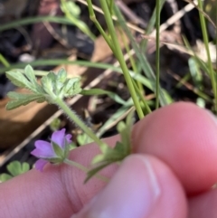 Geranium solanderi var. solanderi at Jagungal Wilderness, NSW - 21 Jan 2022