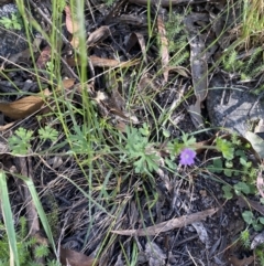 Geranium solanderi var. solanderi at Jagungal Wilderness, NSW - 21 Jan 2022 05:48 PM