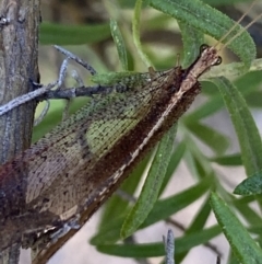 Hemerobiidae sp. (family) (Unidentified brown lacewing) at Jagungal Wilderness, NSW - 21 Jan 2022 by Ned_Johnston