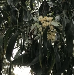 Acacia falciformis (Broad-leaved Hickory) at Broulee, NSW - 25 Jan 2022 by Tapirlord