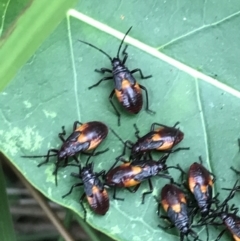 Oncopeltus (Oncopeltus) sordidus (Milk vine bug) at Broulee, NSW - 26 Jan 2022 by Tapirlord