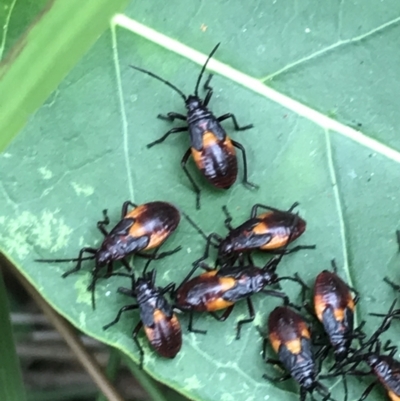 Oncopeltus (Oncopeltus) sordidus (Milk vine bug) at Broulee, NSW - 26 Jan 2022 by Tapirlord