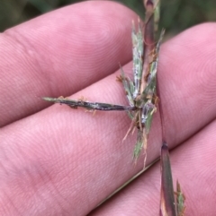 Cymbopogon refractus (Barbed-wire Grass) at Broulee, NSW - 26 Jan 2022 by Tapirlord