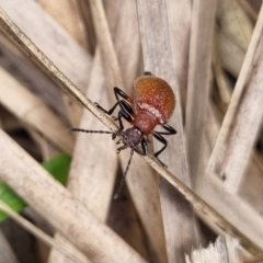 Ecnolagria grandis (Honeybrown beetle) at Tinderry, NSW - 22 Jan 2022 by markus