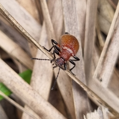 Ecnolagria grandis (Honeybrown beetle) at Tinderry, NSW - 22 Jan 2022 by markus