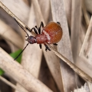 Ecnolagria grandis at Tinderry, NSW - 22 Jan 2022 11:52 AM