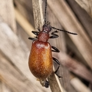 Ecnolagria grandis at Tinderry, NSW - 22 Jan 2022 11:52 AM