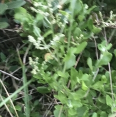 Rhagodia candolleana subsp. candolleana (Seaberry Saltbush) at Broulee, NSW - 27 Jan 2022 by Tapirlord