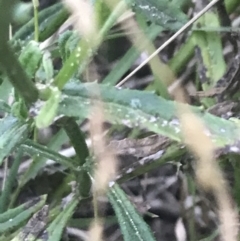 Senecio vulgaris (Common Groundsel) at Broulee, NSW - 27 Jan 2022 by Tapirlord