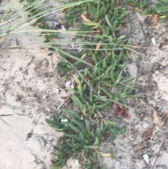 Carpobrotus glaucescens (Pigface) at Broulee, NSW - 27 Jan 2022 by Tapirlord