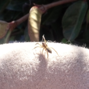 Lycosidae (family) at Parkes, ACT - 9 May 2021 02:18 PM