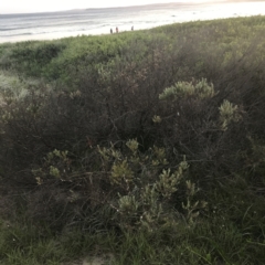 Westringia fruticosa (Native Rosemary) at Broulee, NSW - 27 Jan 2022 by Tapirlord