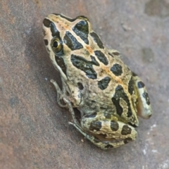 Limnodynastes tasmaniensis (Spotted Grass Frog) at Googong, NSW - 21 Jan 2022 by WHall