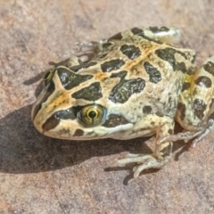 Limnodynastes tasmaniensis at Googong, NSW - 21 Jan 2022