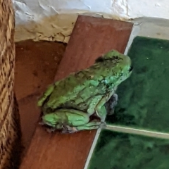 Litoria caerulea (Green Tree Frog) at Ainslie, ACT - 29 Jan 2022 by Robin