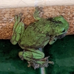 Litoria caerulea at Ainslie, ACT - 29 Jan 2022