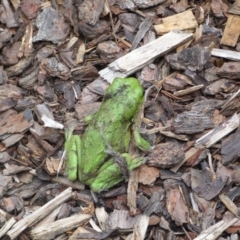 Litoria caerulea at Ainslie, ACT - 29 Jan 2022