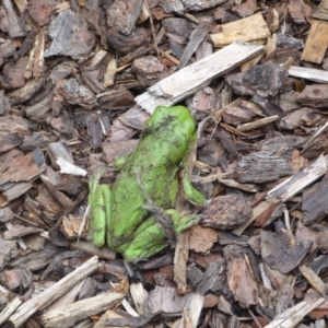 Litoria caerulea at Ainslie, ACT - 29 Jan 2022