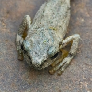 Litoria peronii at Googong, NSW - 21 Jan 2022