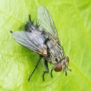 Exorista sp. (genus) at Googong, NSW - 22 Jan 2022 10:17 AM