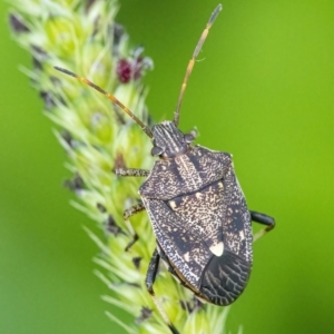 Oncocoris sp. (genus) at Googong, NSW - 22 Jan 2022