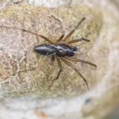 Unidentified Spider (Araneae) at Googong, NSW - 21 Jan 2022 by WHall