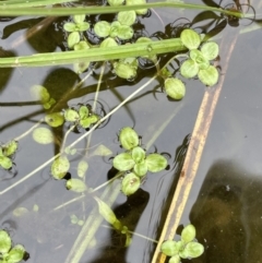 Callitriche stagnalis (Common Starwort) at Tennent, ACT - 26 Jan 2022 by JaneR