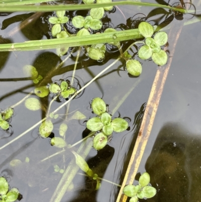 Callitriche stagnalis (Common Starwort) at Tennent, ACT - 26 Jan 2022 by JaneR