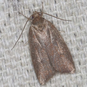 Garrha (genus) at O'Connor, ACT - 23 Jan 2022