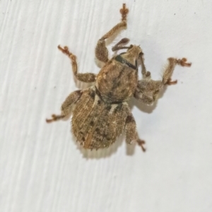 Mandalotus spurcus at Googong, NSW - 23 Jan 2022