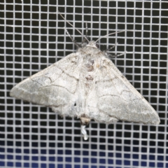 Hypobapta diffundens (Diffundens Grey) at Banksia Street Wetland Corridor - 23 Jan 2022 by ibaird