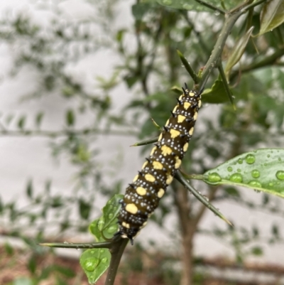 Papilio anactus (Dainty Swallowtail) at O'Connor, ACT - 29 Jan 2022 by 1pepsiman