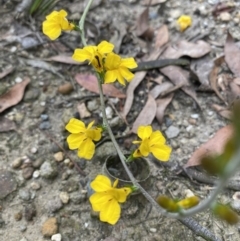 Goodenia sp. (Goodenia) at Tianjara, NSW - 29 Jan 2022 by 1pepsiman