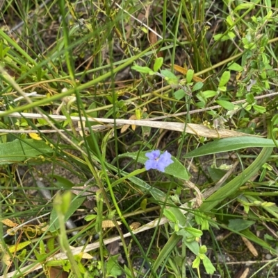 Dampiera stricta (Blue Dampiera) at Tianjara, NSW - 29 Jan 2022 by 1pepsiman