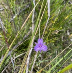 Thysanotus (Genus) (Fringe Lily) at Saint Georges Basin, NSW - 29 Jan 2022 by 1pepsiman