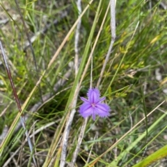 Thysanotus sp. at Saint Georges Basin, NSW - 29 Jan 2022 by 1pepsiman