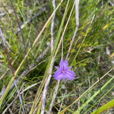 Thysanotus (Genus) (Fringe Lily) at Saint Georges Basin, NSW - 29 Jan 2022 by 1pepsiman