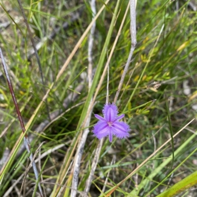 Thysanotus sp. at Saint Georges Basin, NSW - 29 Jan 2022 by 1pepsiman