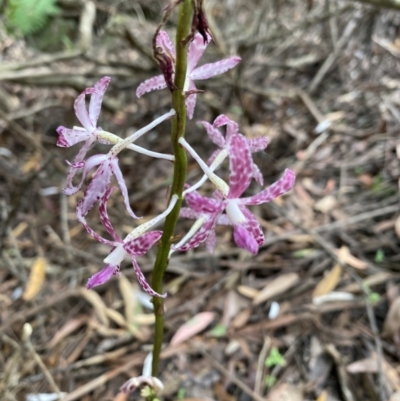 Dipodium variegatum (Blotched Hyacinth Orchid) at Vincentia, NSW - 25 Jan 2022 by 1pepsiman