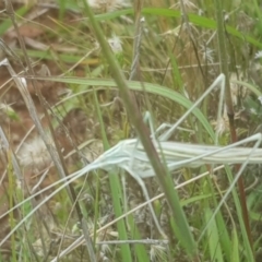 Tinzeda lobata (A katydid) at The Fair, Watson - 23 Jan 2022 by MAX