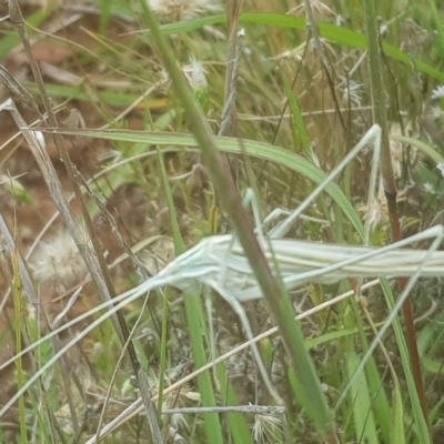 Tinzeda lobata at Mount Majura - 23 Jan 2022 by MAX