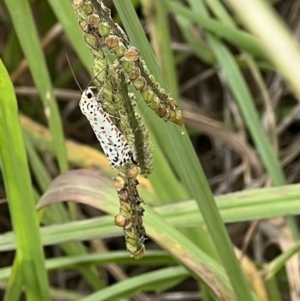 Utetheisa pulchelloides at Murrumbateman, NSW - 29 Jan 2022 10:39 AM