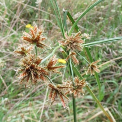 Cyperus lhotskyanus (A Sedge) at Molonglo Valley, ACT - 29 Jan 2022 by sangio7