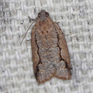 Meritastis undescribed species at O'Connor, ACT - 23 Jan 2022